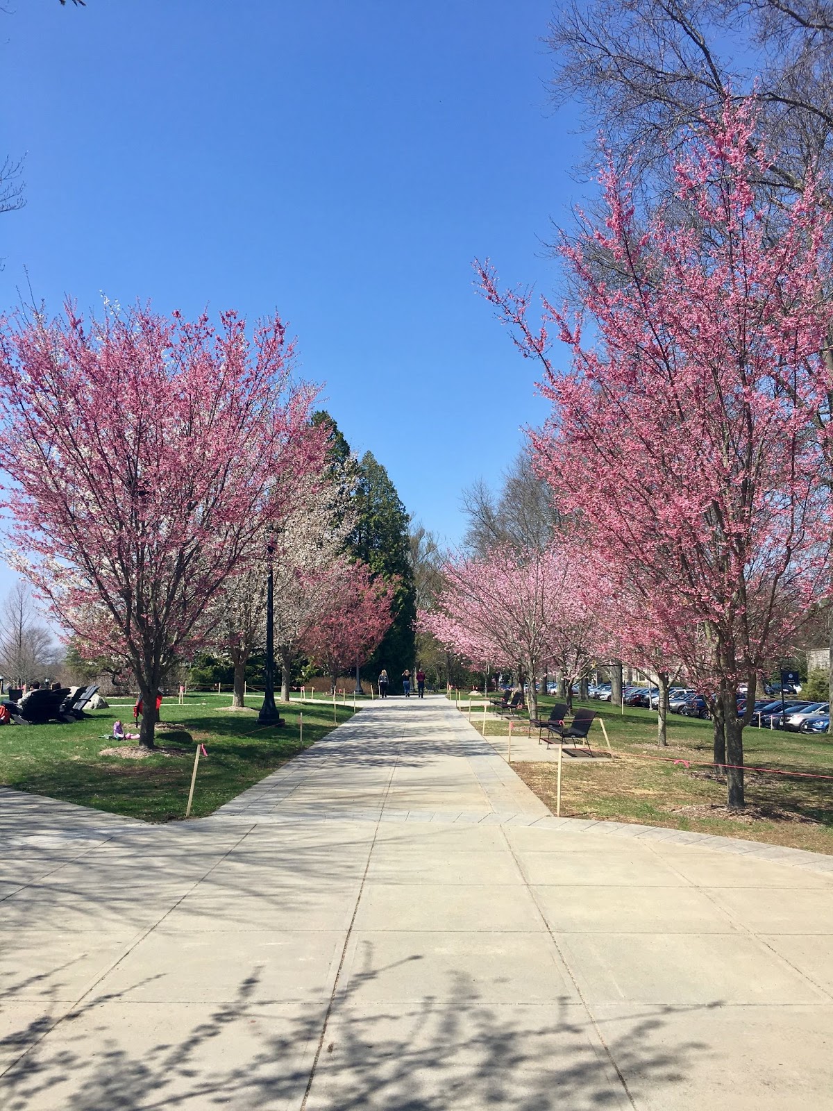 The sidewalk in front of Shain Library lined with trees with pink buds on them and blue skies behind 