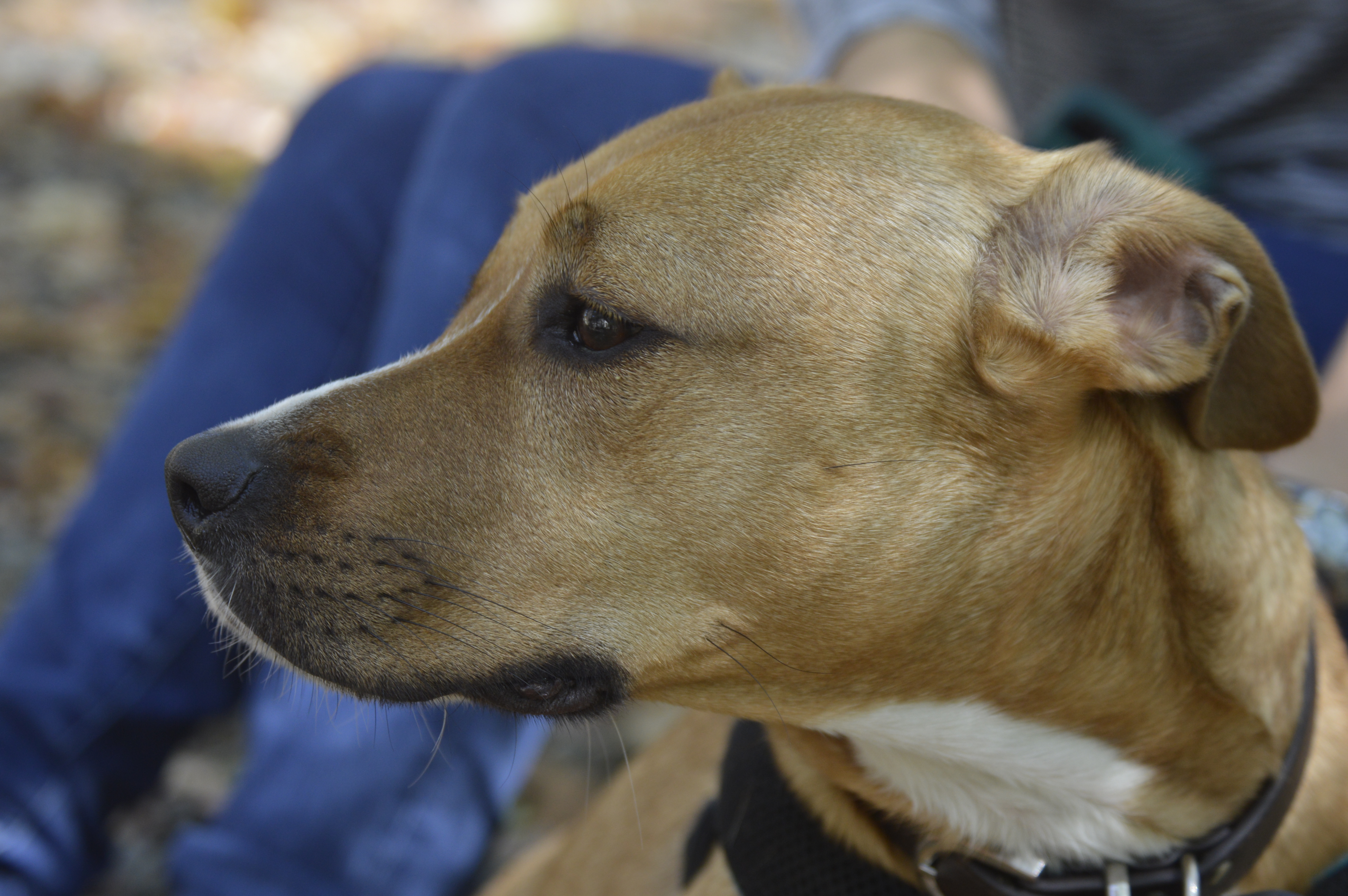 A close up of a brown pitbull mix dog. 