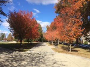 Trees of every color line the sidewalk outside Shain Library.