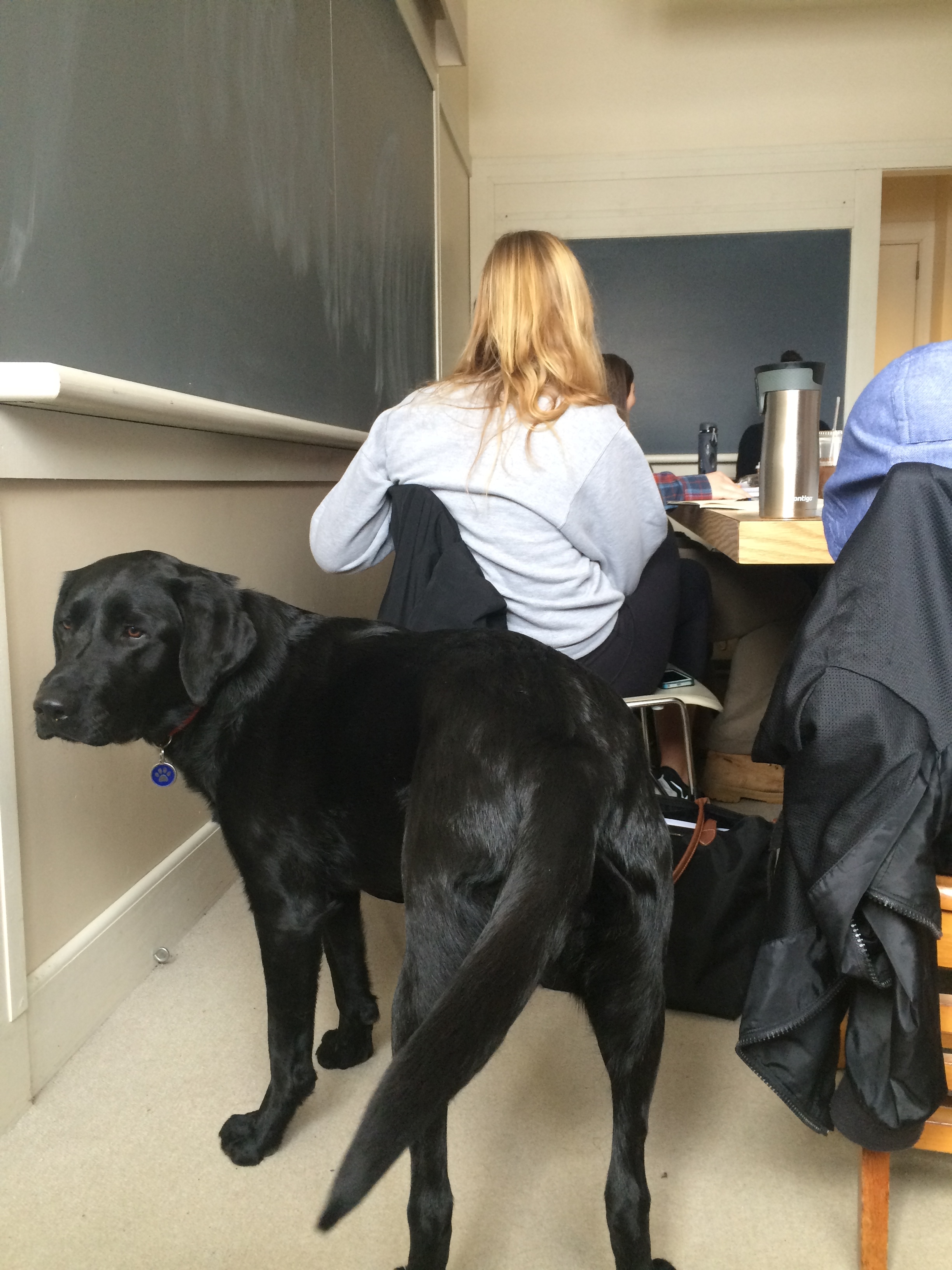 My professor's dog, Scout, joined us in class and became the topic of a story writing exercise 