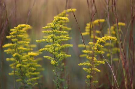 Close up image of Solidago nemoralis flower in a meadow