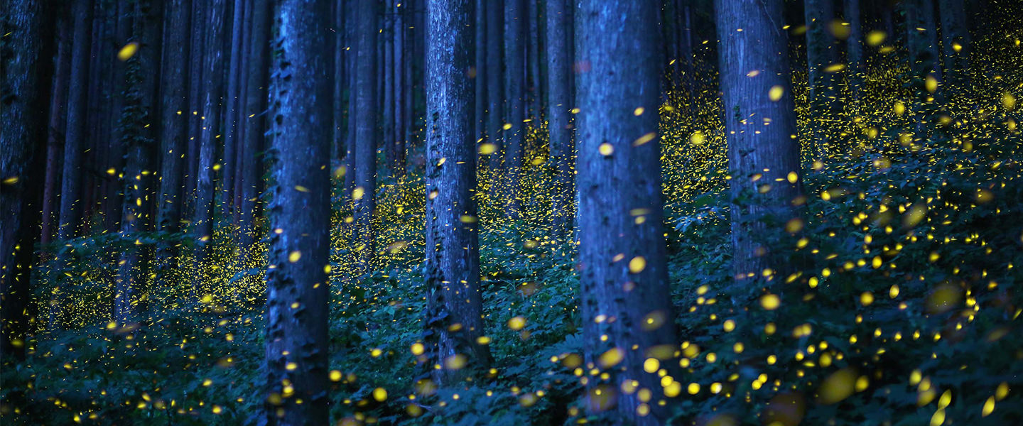 A swarm of fireflies light up a wooded forest