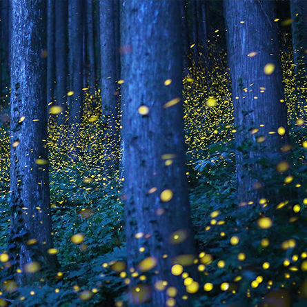 A swarm of fireflies light up a wooded forest