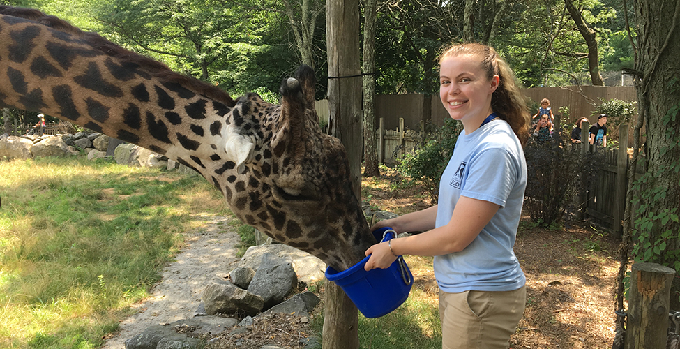 Sarah Carter '19 feeds a giraffe at the Roger Williams Park Zoo