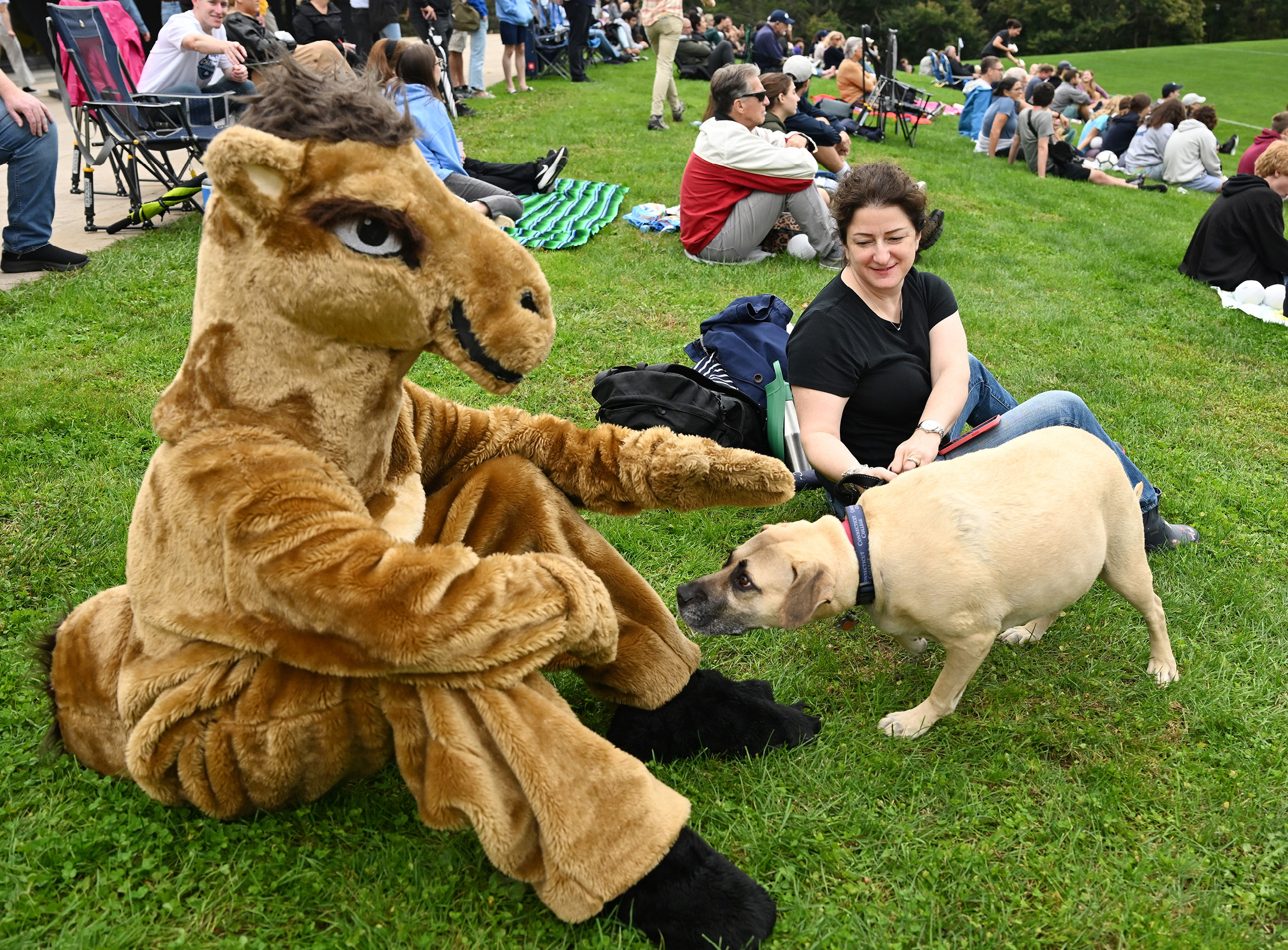 A dog sniffs the camel mascot at Fall Weekend 2023.