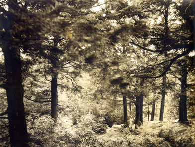 Bolleswood Hemlocks in the Arboretum, ca. 1932.